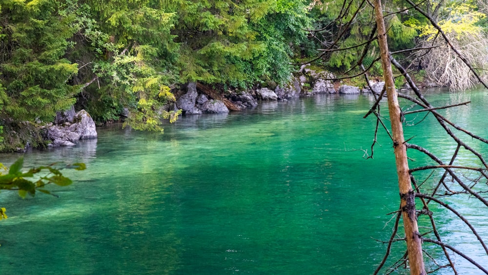 Cuerpo de agua verde cerca de árboles verdes durante el día