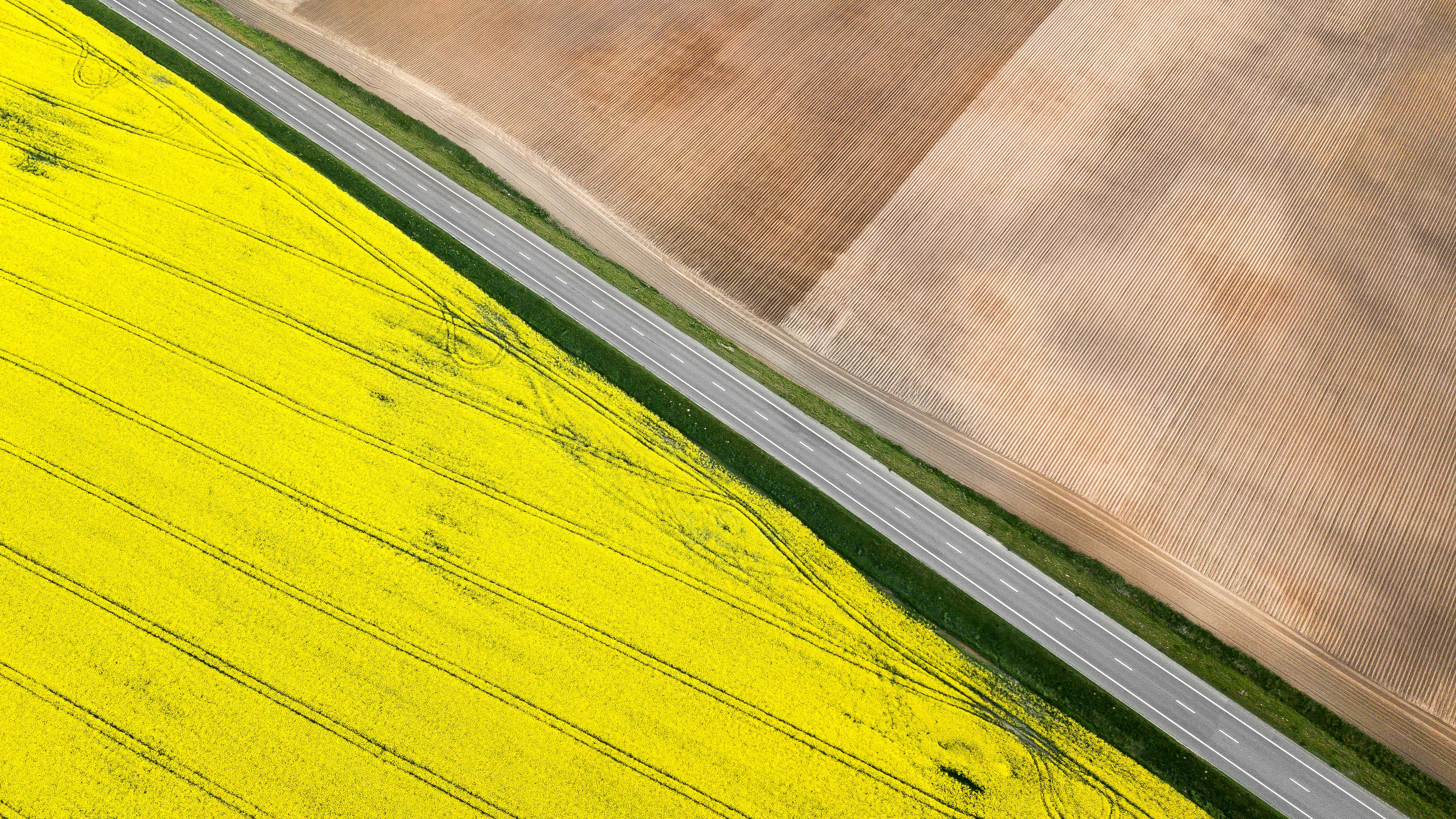 The road separates the plowed land and the rape field