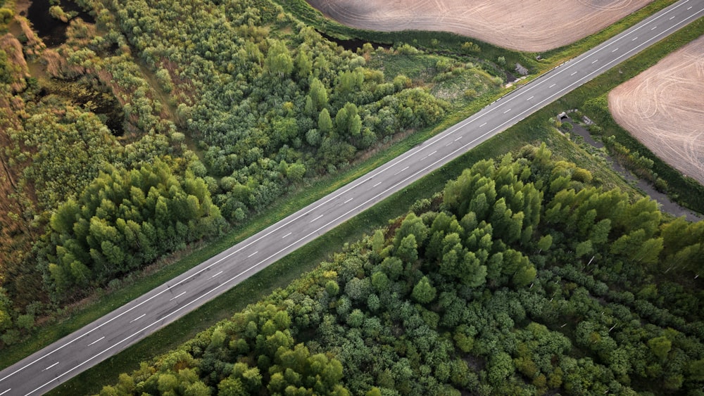 green trees beside gray asphalt road