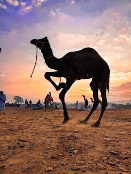 A silhouette of a camel in motion dominates the foreground against a vibrant sunset sky. In the background, there are other camels and a group of people gathered on a rocky terrain. The scene is set in a natural environment with a few trees visible and a colorful sky transitioning from purple to orange.
