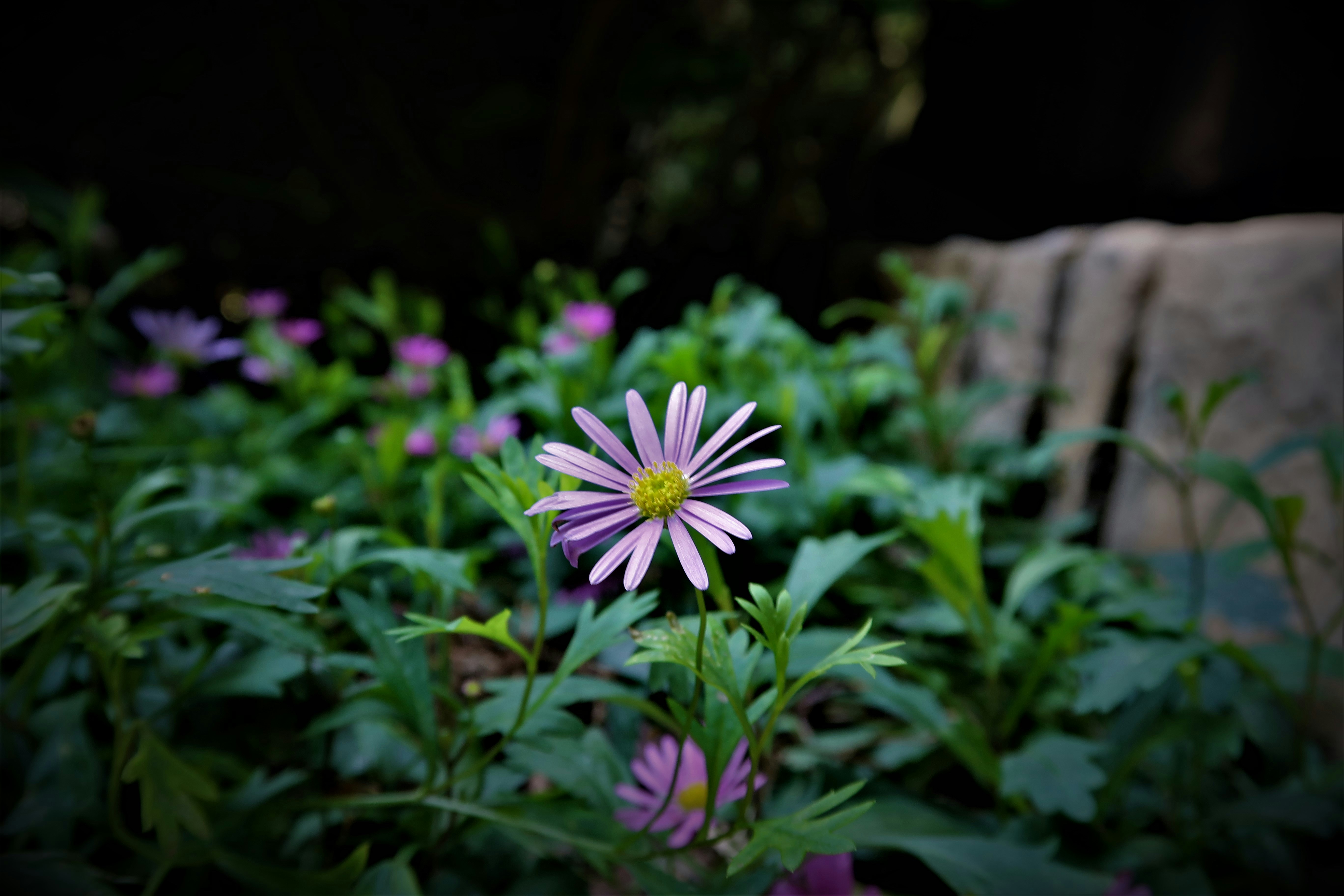 purple flower in tilt shift lens