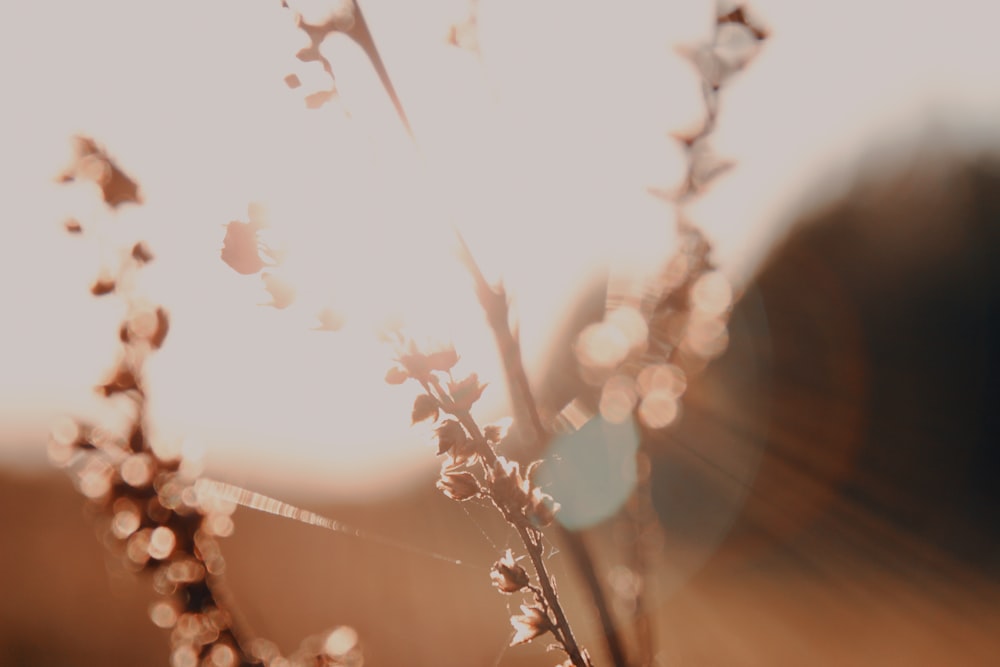 white and brown flower in tilt shift lens