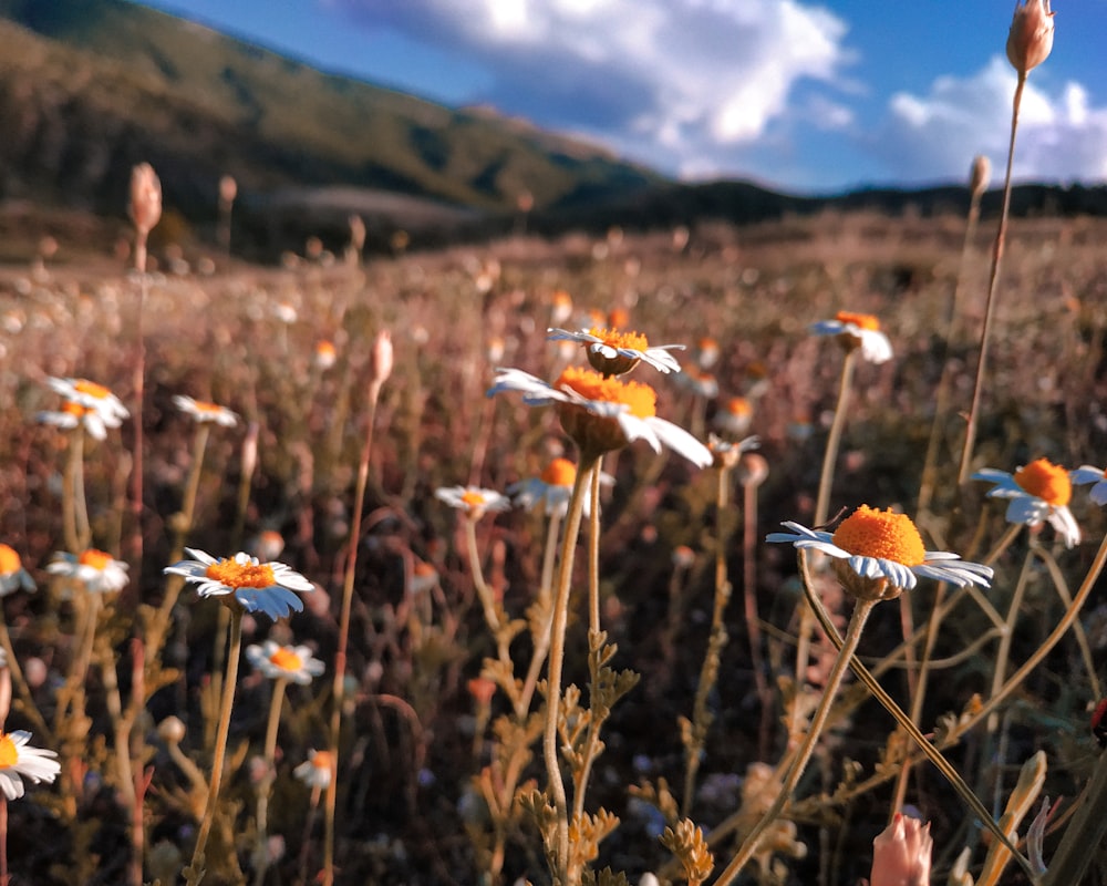 white and orange flowers on green grass field during daytime