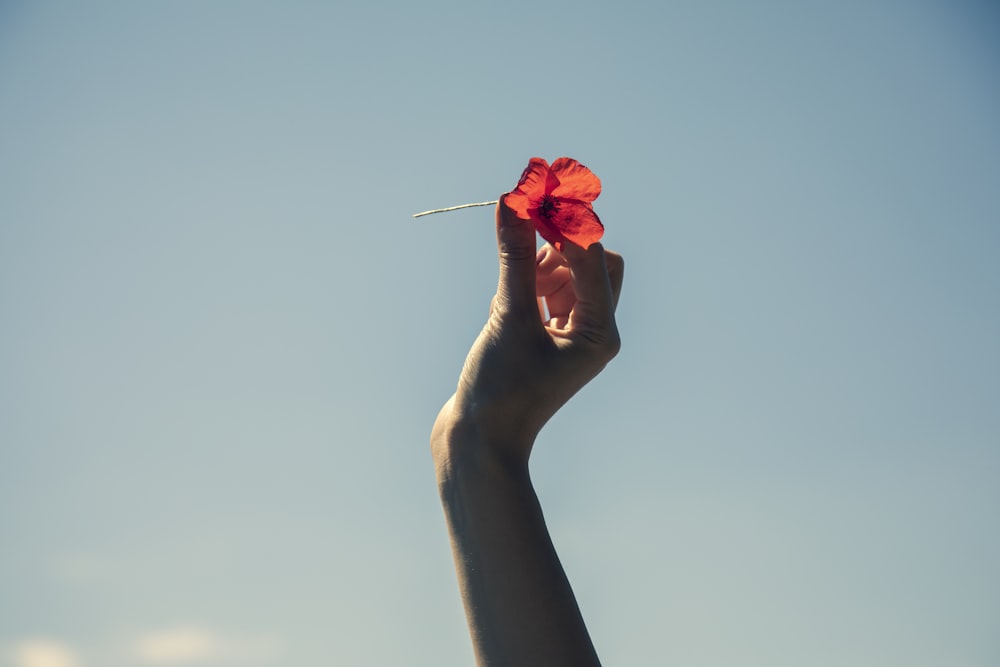 personne tenant une rose rouge devant un ciel bleu