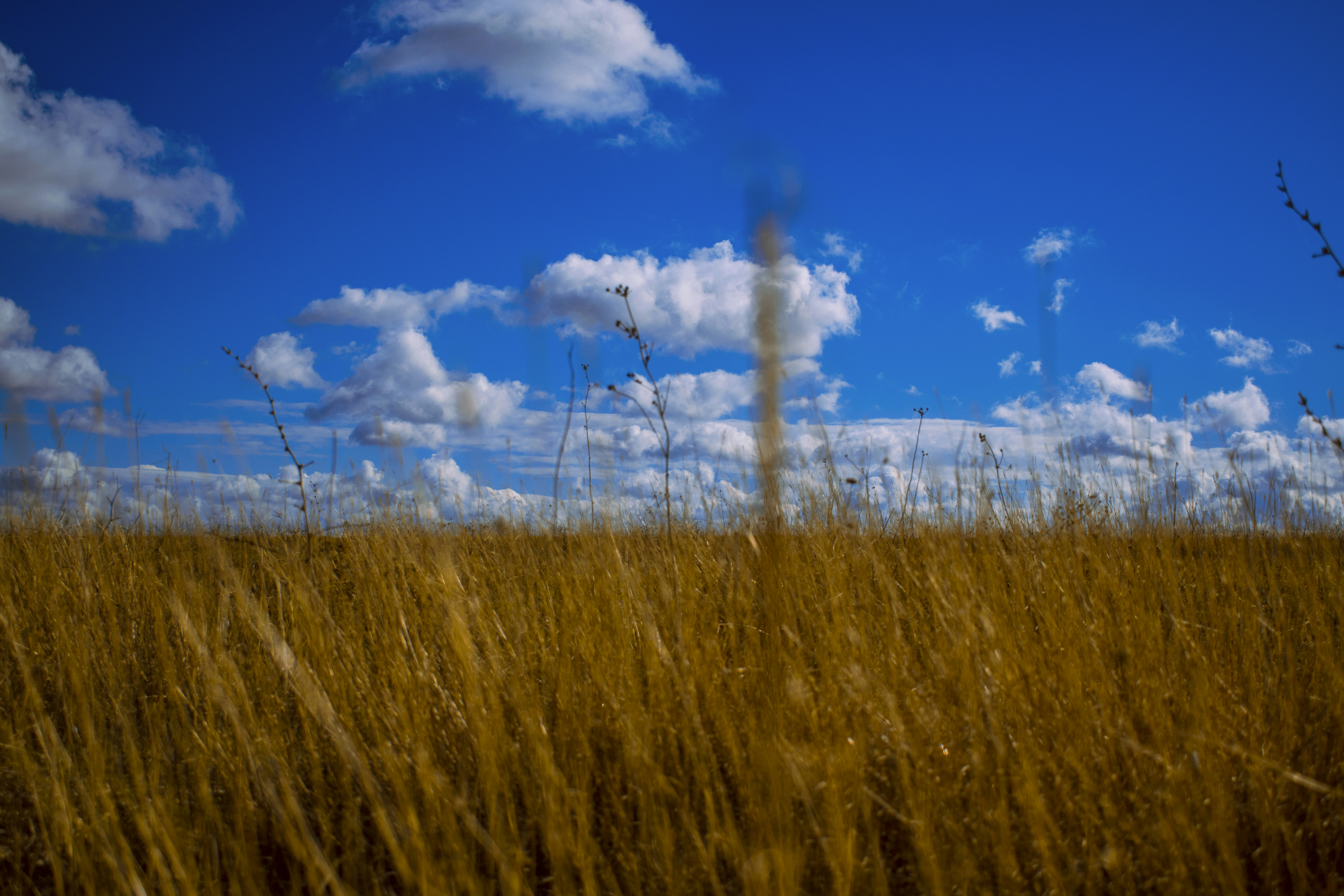 a field of tall grass under a cloudy blue sky