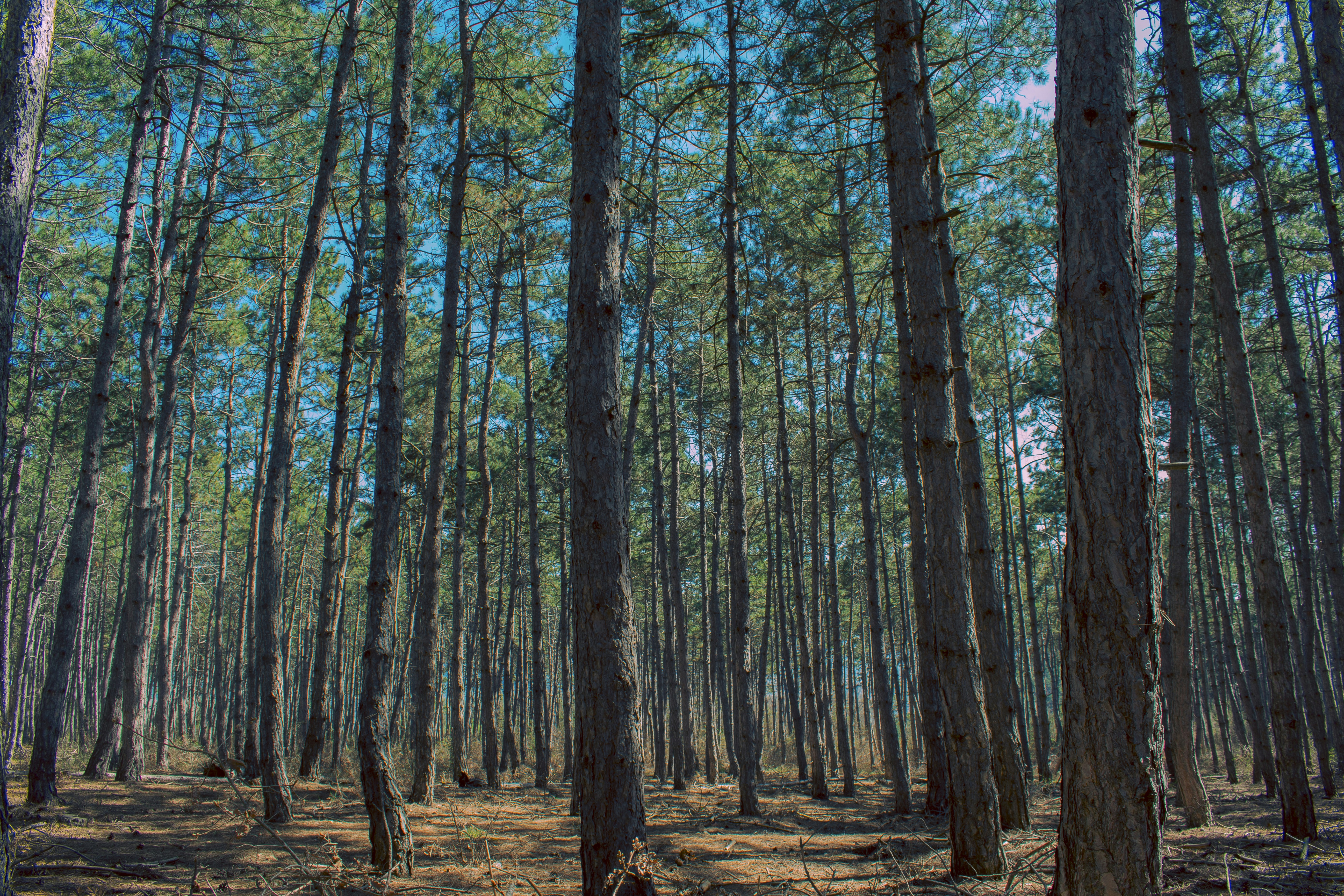 green and brown trees during daytime