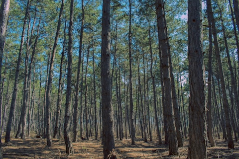 Tall pine trees densely populate a forest area, with sunlight filtering through the branches, casting shadows on the forest floor. The trunks are straight and relatively uniform, extending high into a canopy of green needles. The sky is visible between the branches, adding to the sense of depth and openness.