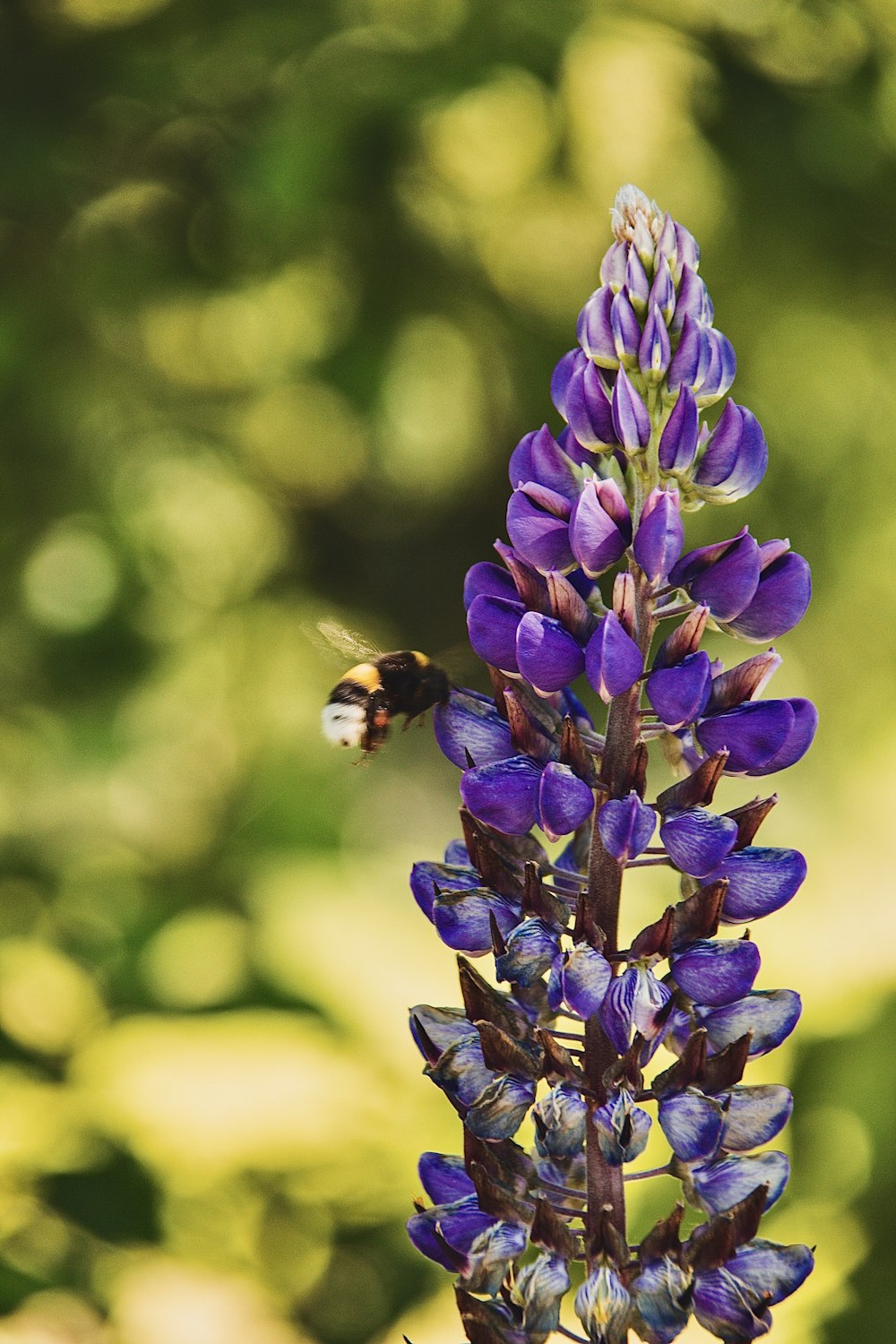 purple flower in tilt shift lens