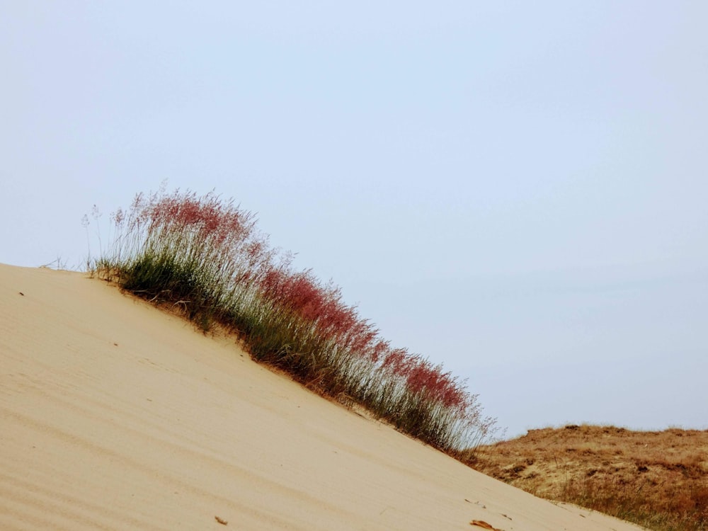 brown sand with green grass under white sky during daytime