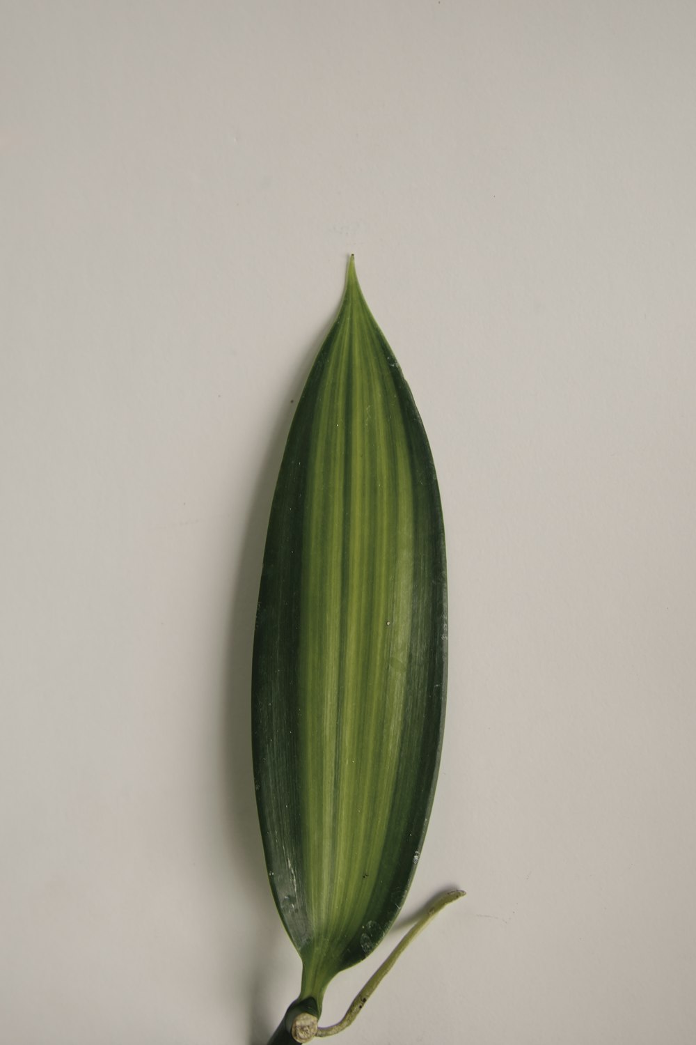 green leaf on white table