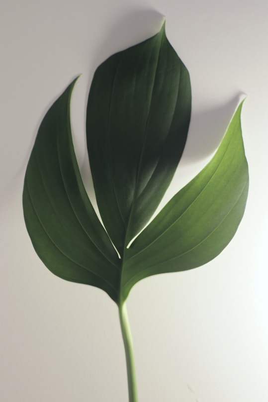 green leaf plant in white background