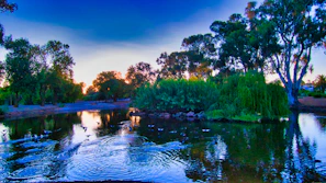 A serene ornamental pond surrounded by lush greenery and wooden decking at sunset