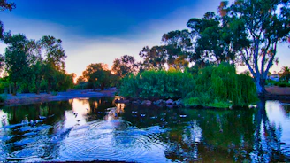 A serene ornamental pond surrounded by lush greenery and wooden decking at sunset