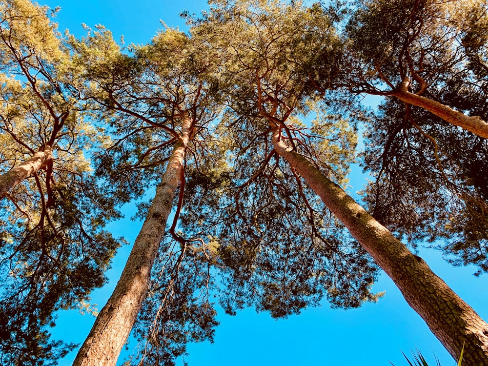 brown and green tree under blue sky during daytime