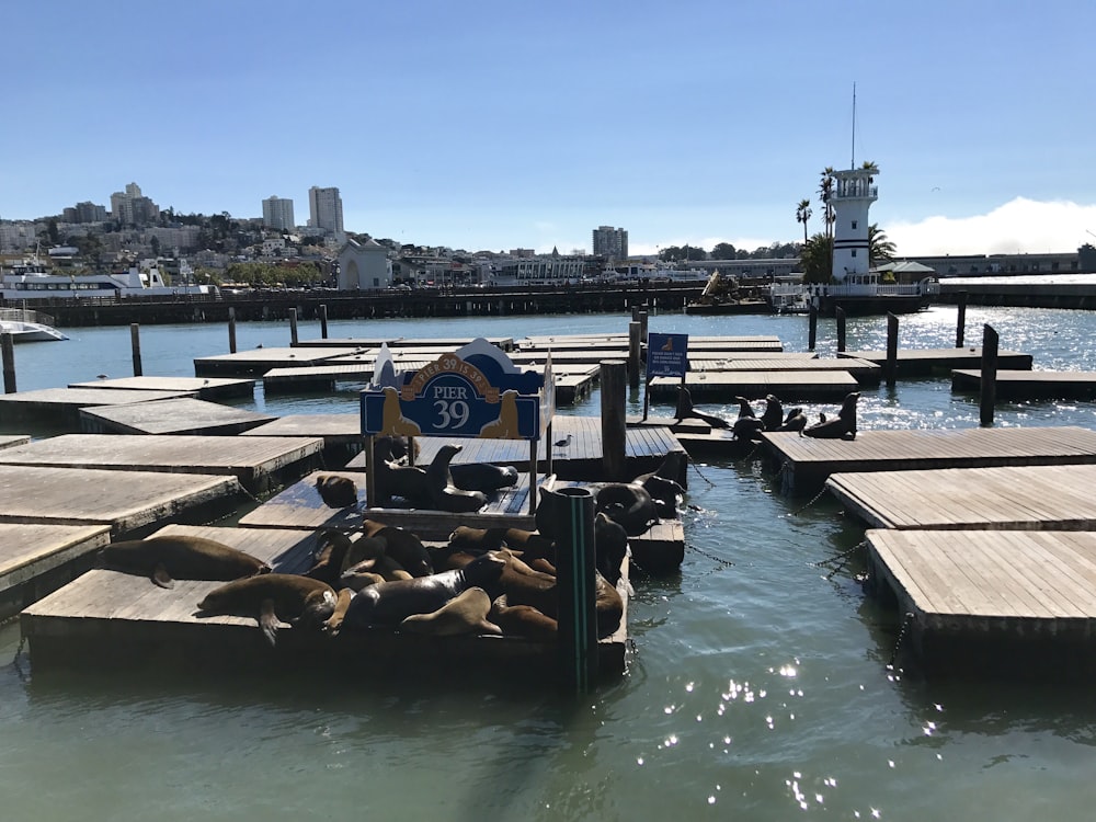 brown wooden dock on body of water during daytime