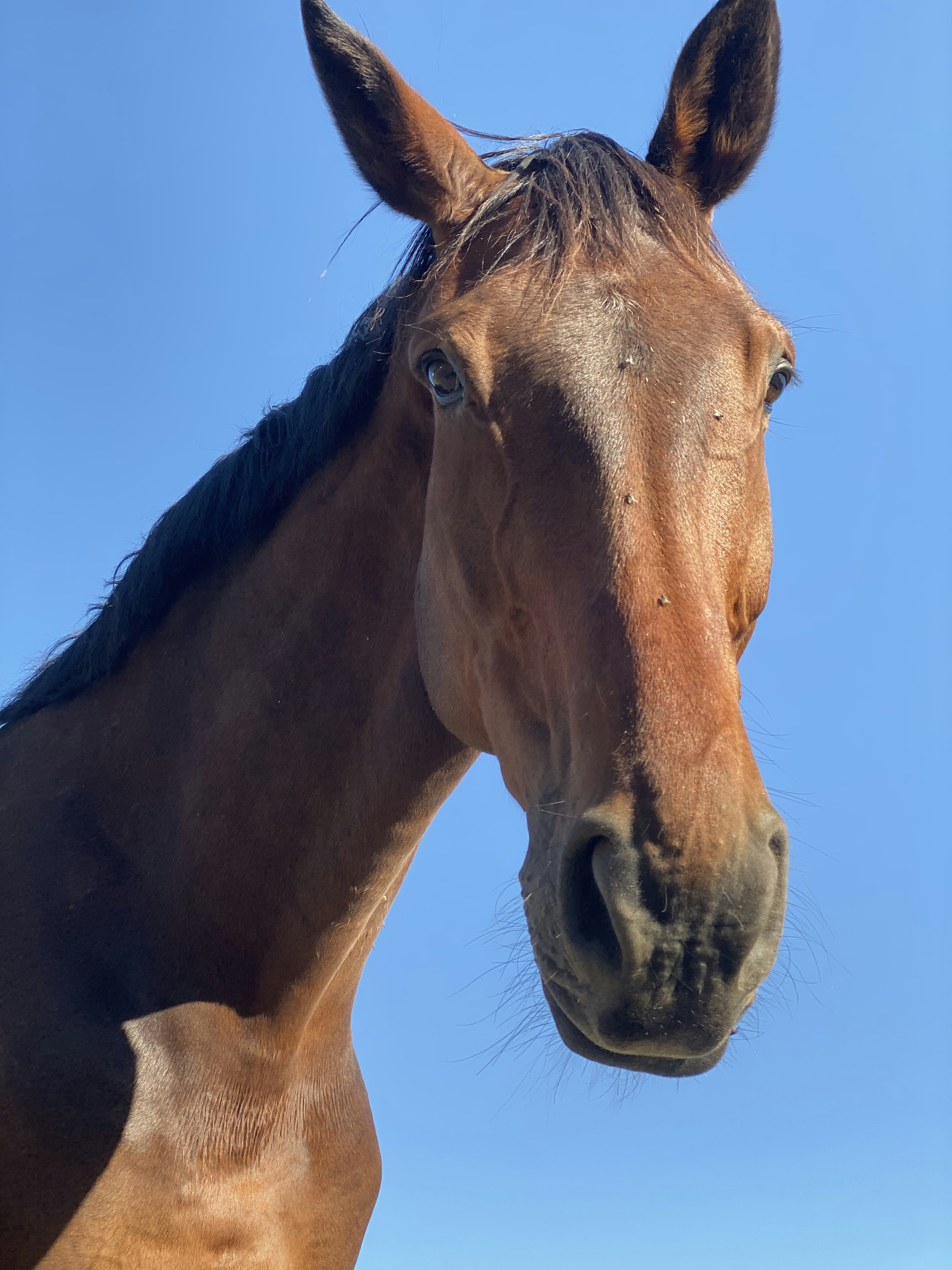 Photo by jewelequestrian