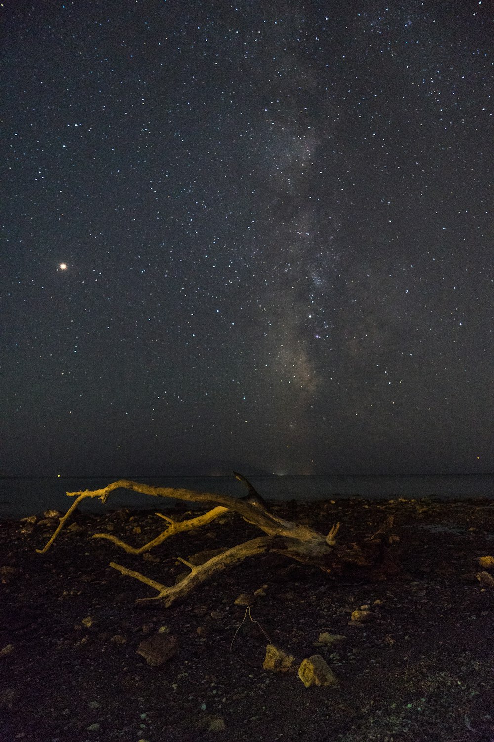 brown tree branch on brown sand during night time