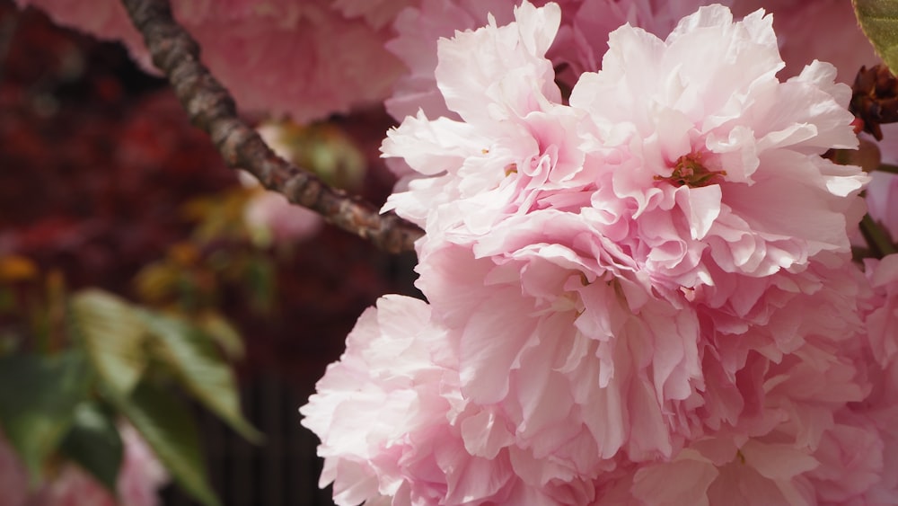 pink flower on brown tree branch