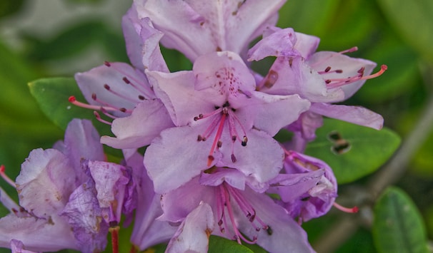 A close-up of blooming rhododendrons in the alpine meadows of Uttarakhand.