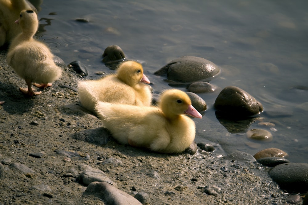white and yellow ducklings on gray sand