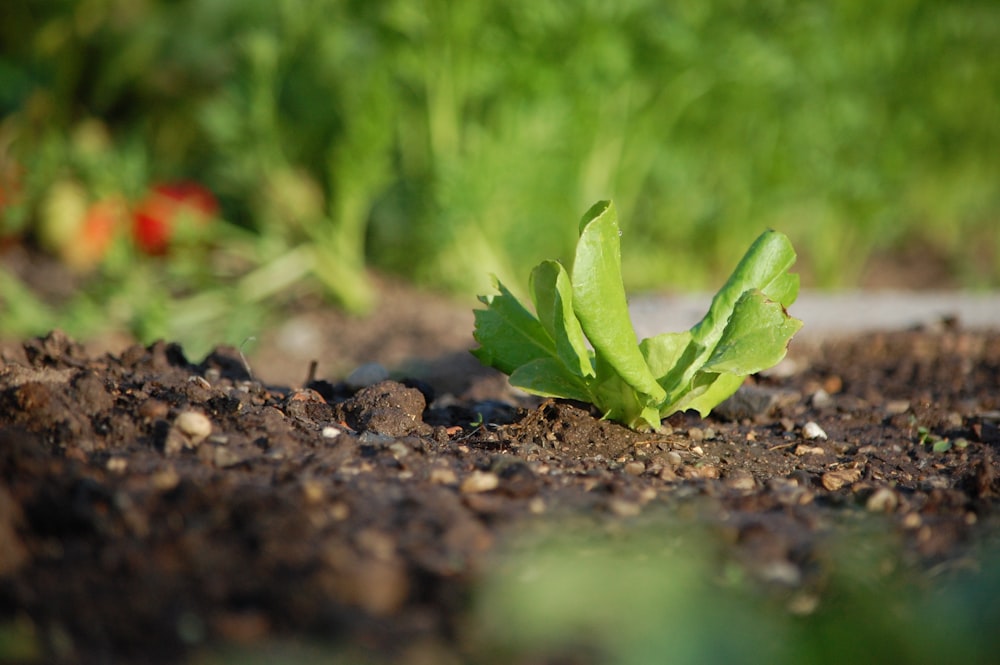 green plant on black soil