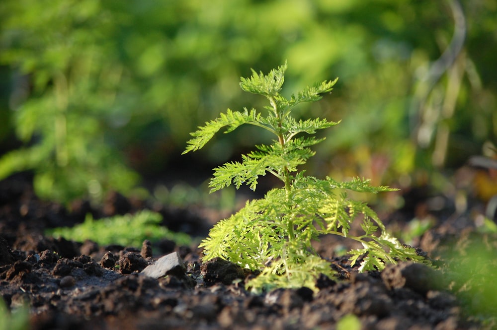 green plant on brown soil