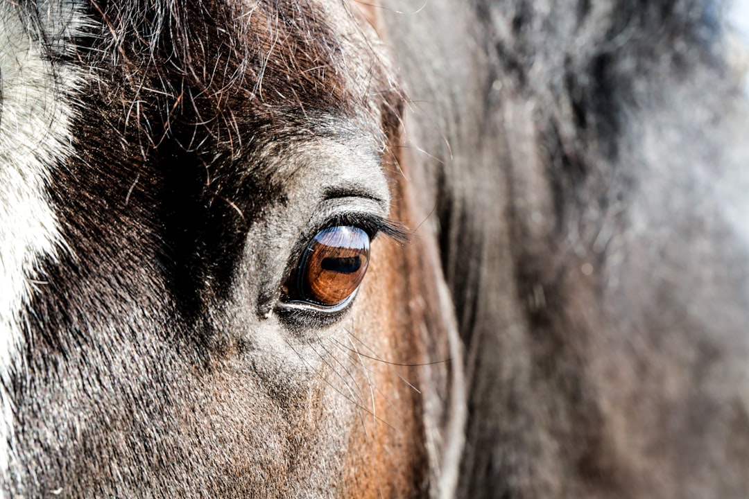 black horse with white eyes