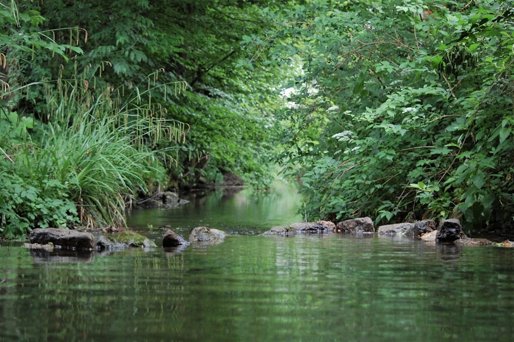 green trees beside river during daytime