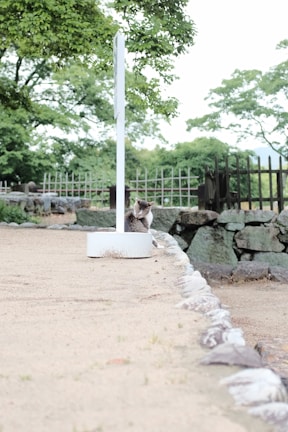 A cat sits near the base of a white signpost in a tranquil outdoor setting. The ground is covered in sand and bordered by neatly arranged stones. In the background, green trees and a rustic wooden fence create a natural, peaceful environment.