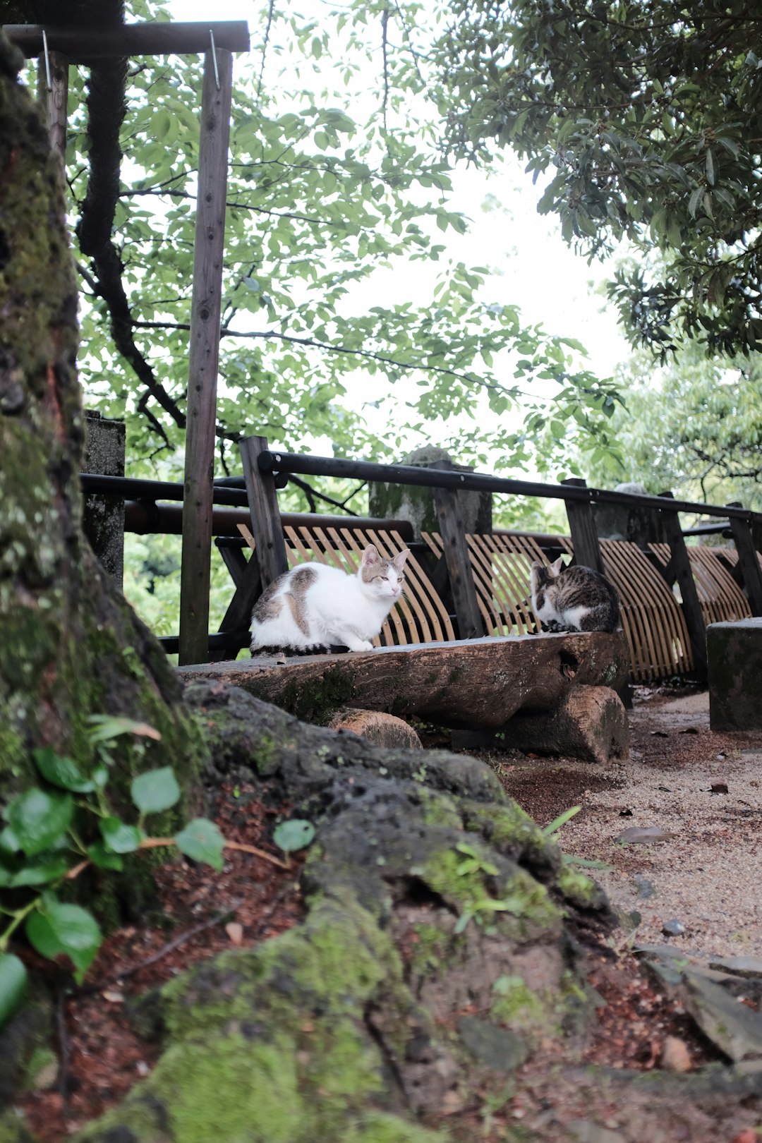 white and brown dog on brown wooden fence