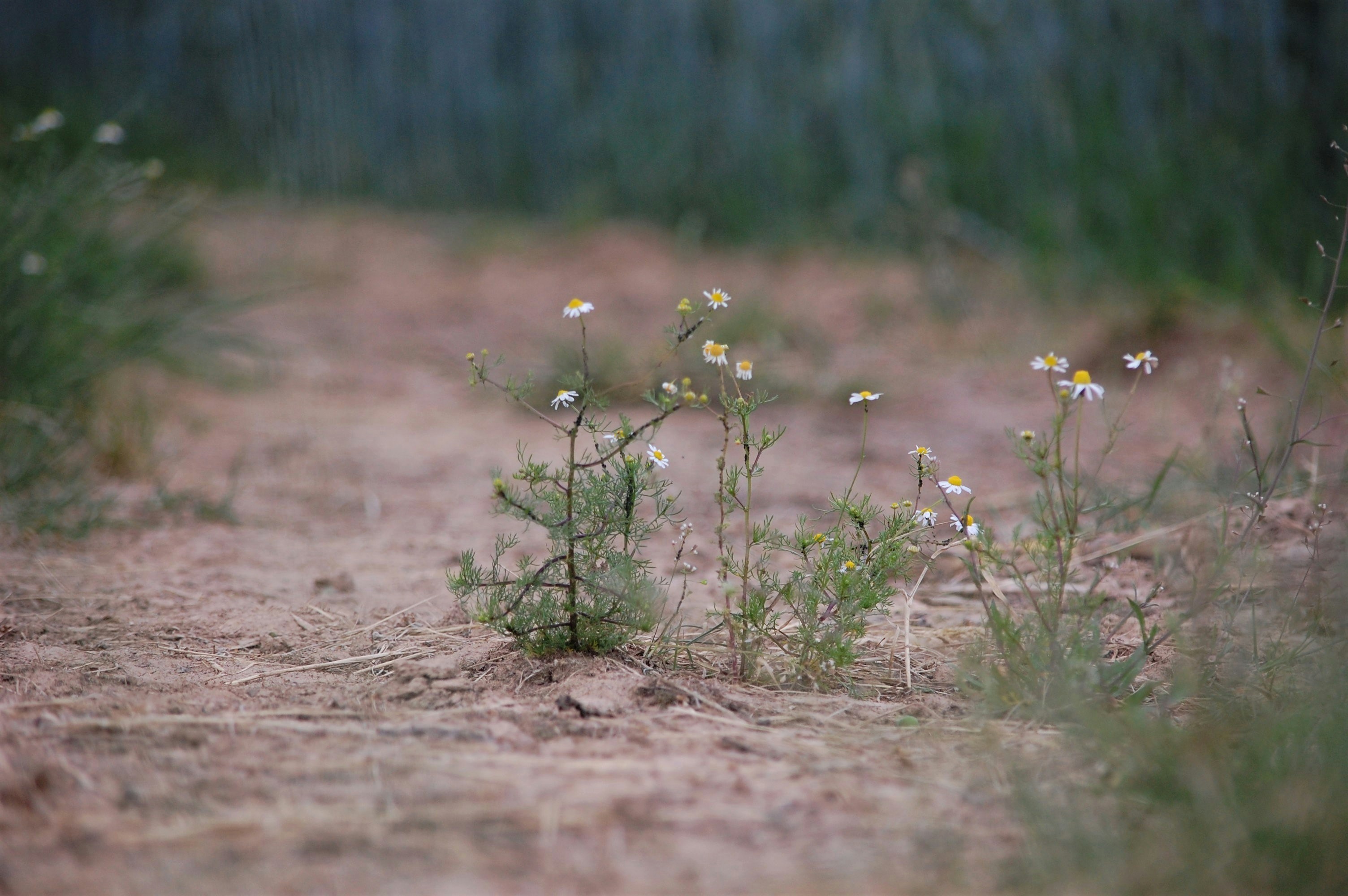 white flower on brown soil