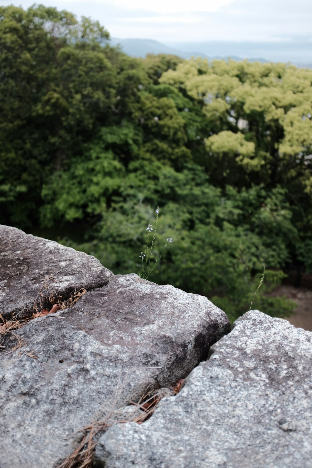 gray rock near green grass during daytime