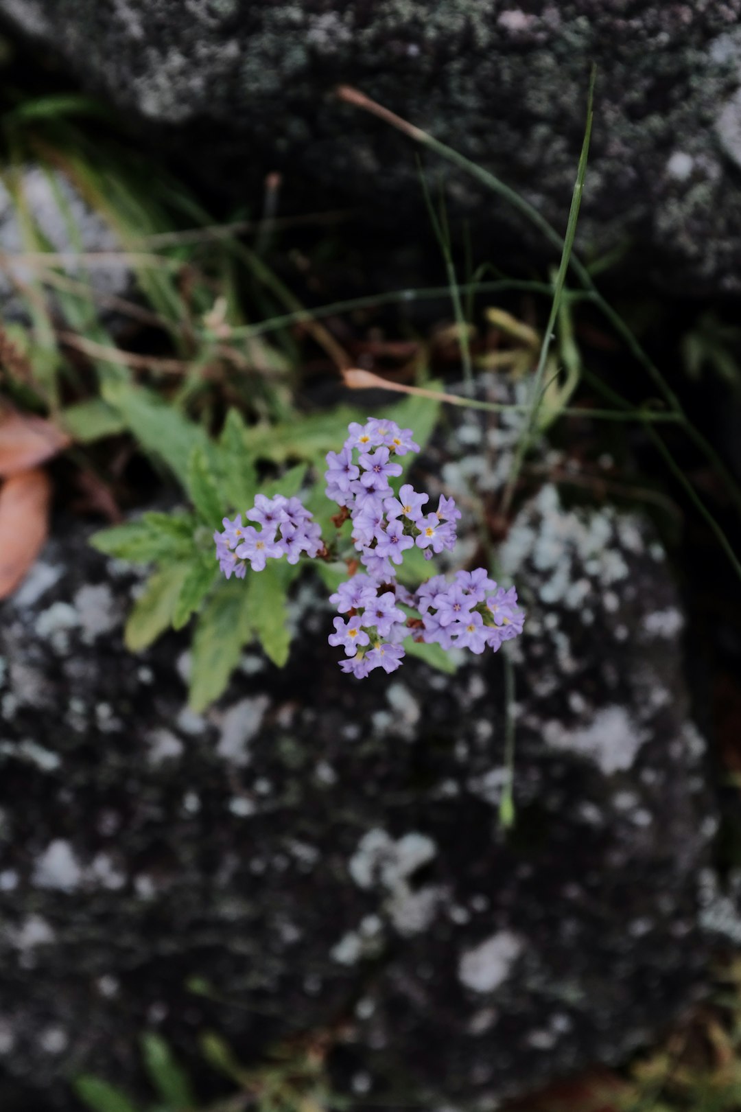 purple flowers on black soil