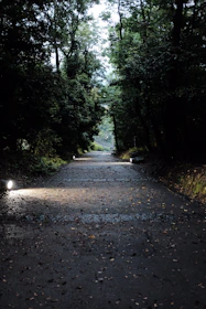 Softly lit path winding through a forest, representing the journey through raider’s philosophy.