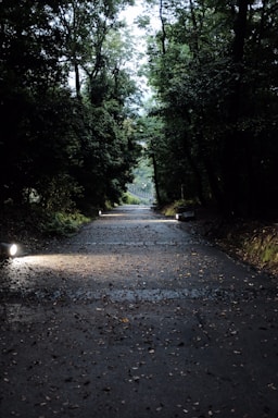 A serene path through a quiet forest symbolizing an inner journey of transformation.