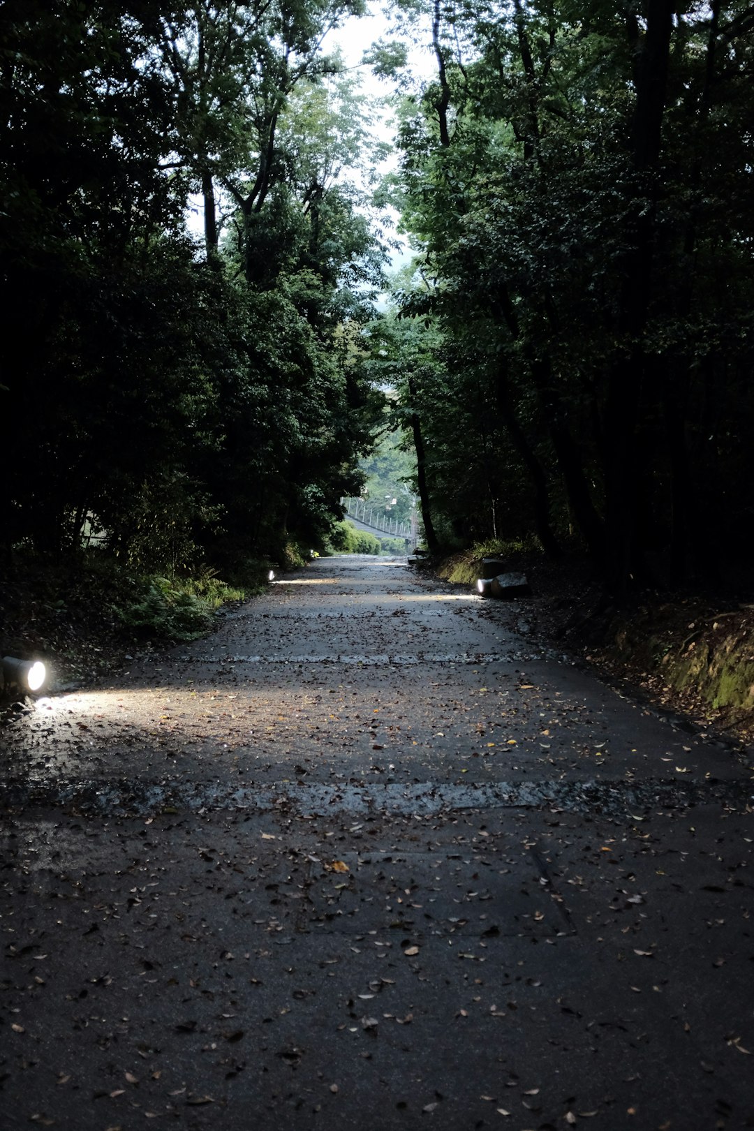 gray concrete road between green trees during daytime