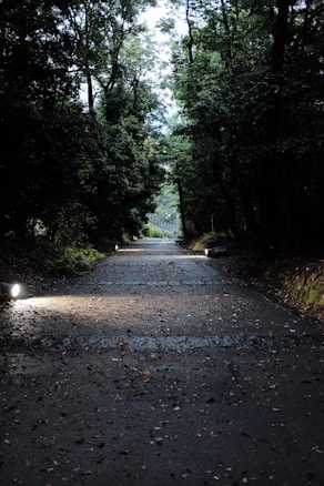 A serene path through a dense forest with tall trees lining both sides. The ground is covered with leaves and some areas are illuminated by small lights, creating a soft glow. The path appears quiet and inviting, leading deeper into the forest.