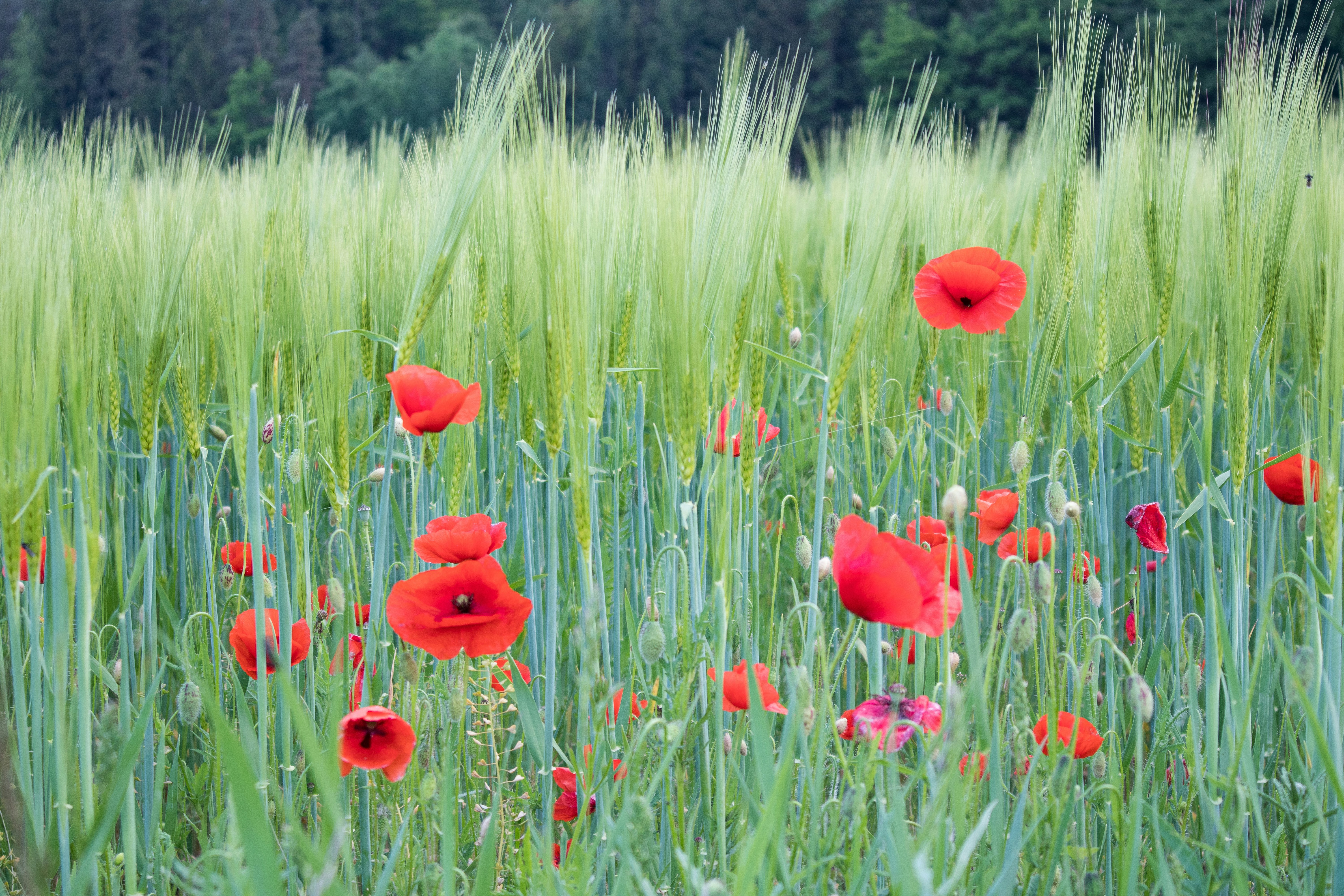 red flower field during daytime