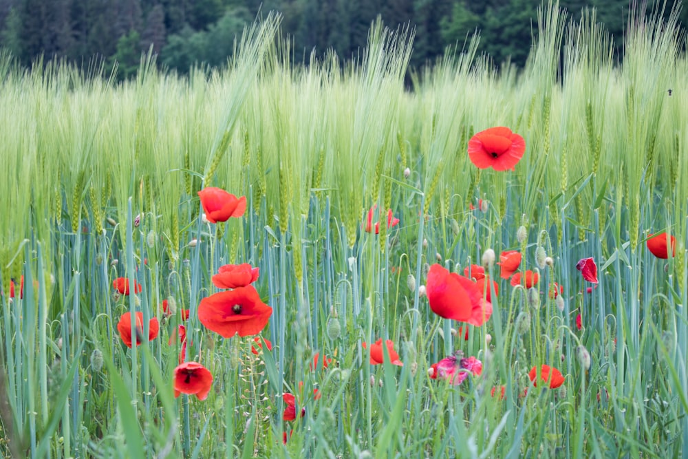 campo de flores vermelhas durante o dia