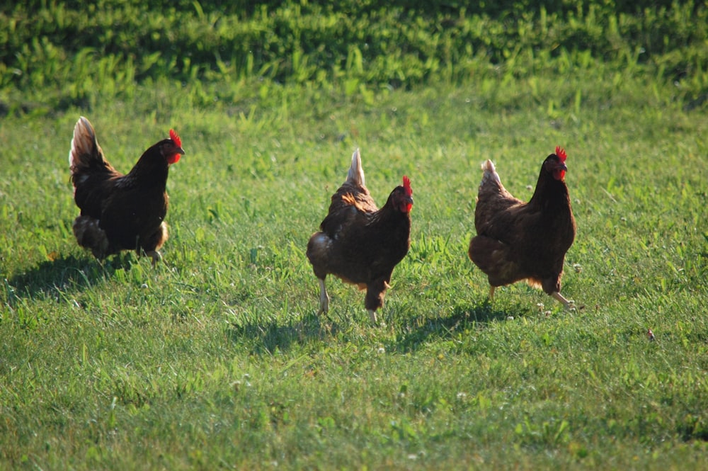 brown hen on green grass field during daytime