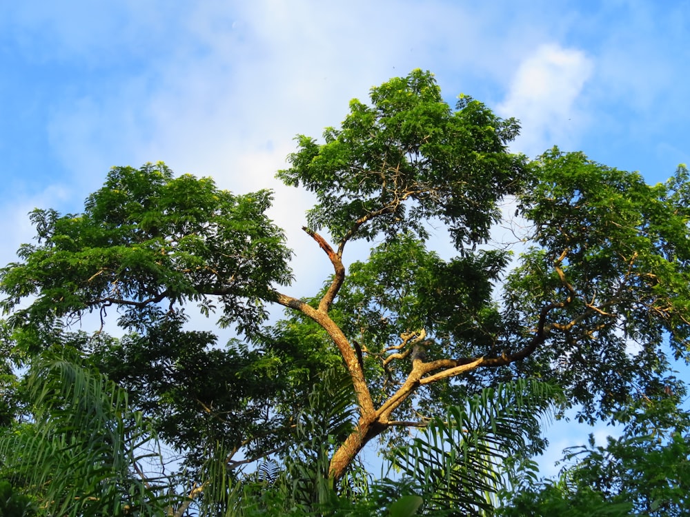 albero verde sotto il cielo blu durante il giorno