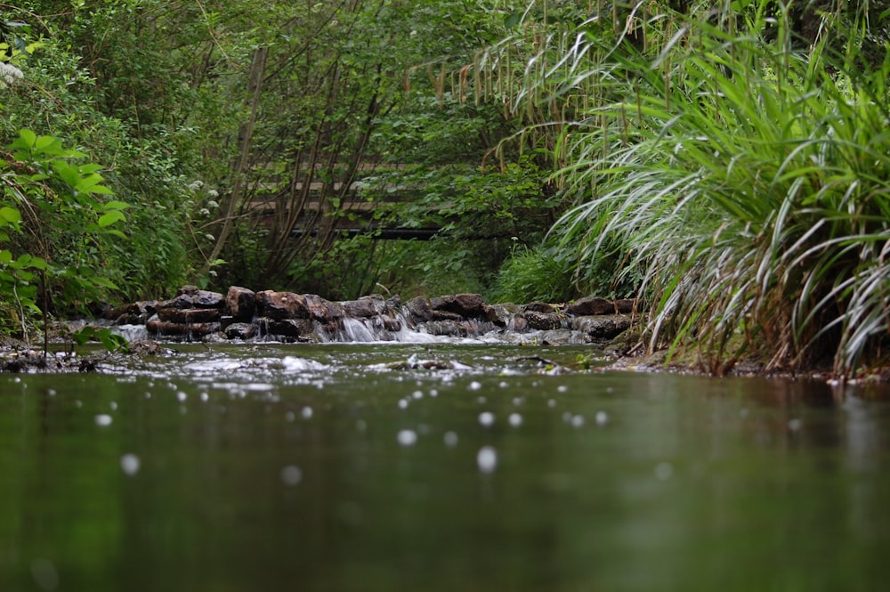 green grass on body of water