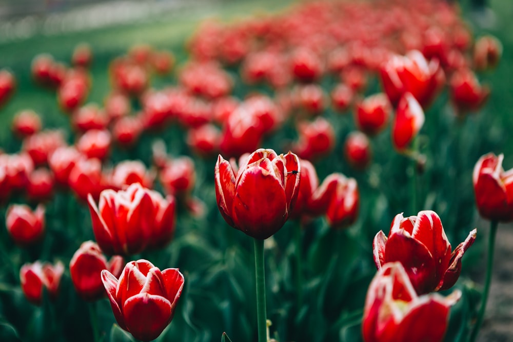 tulipas vermelhas em flor durante o dia