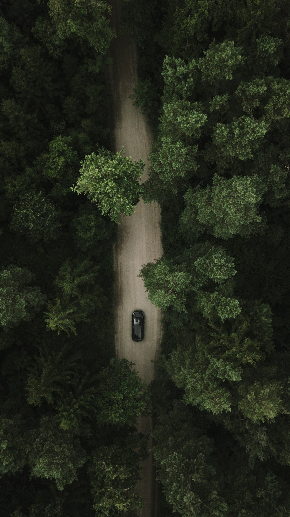 Auto nera sulla strada vicino agli alberi verdi durante il giorno