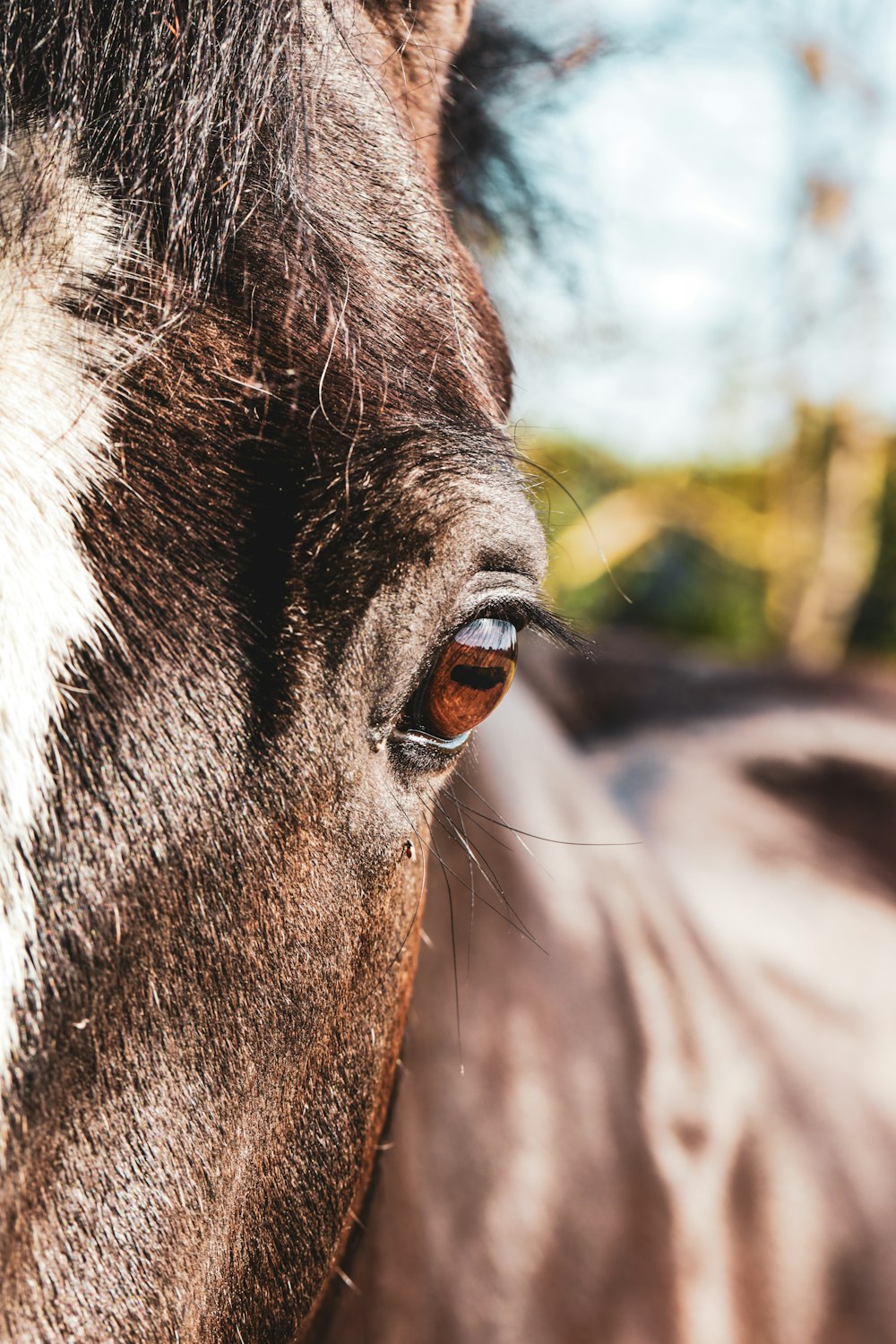 brown and white horse during daytime