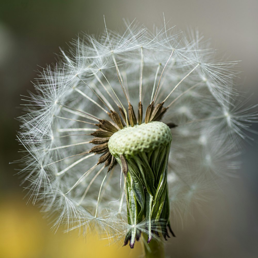 white dandelion in close up photography