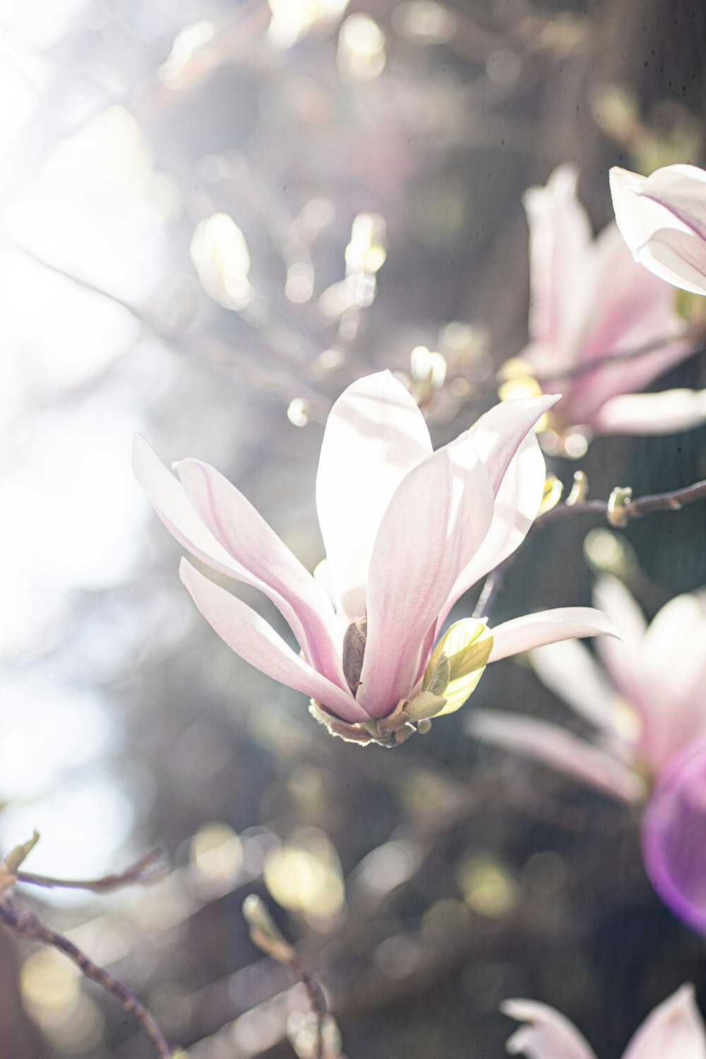 white and pink flower in tilt shift lens