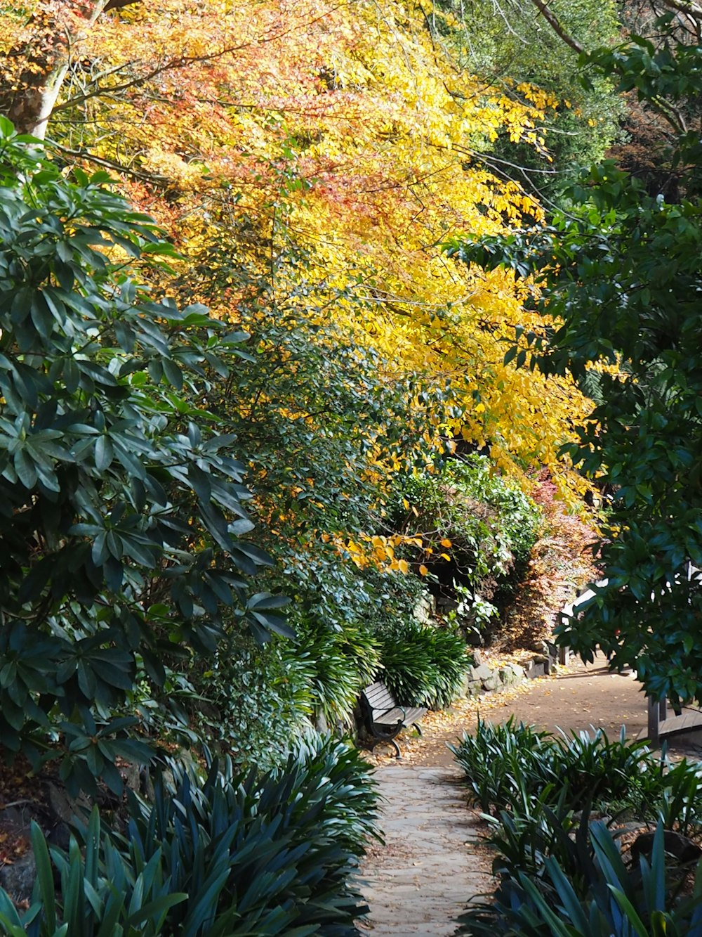 green and yellow leaf plants