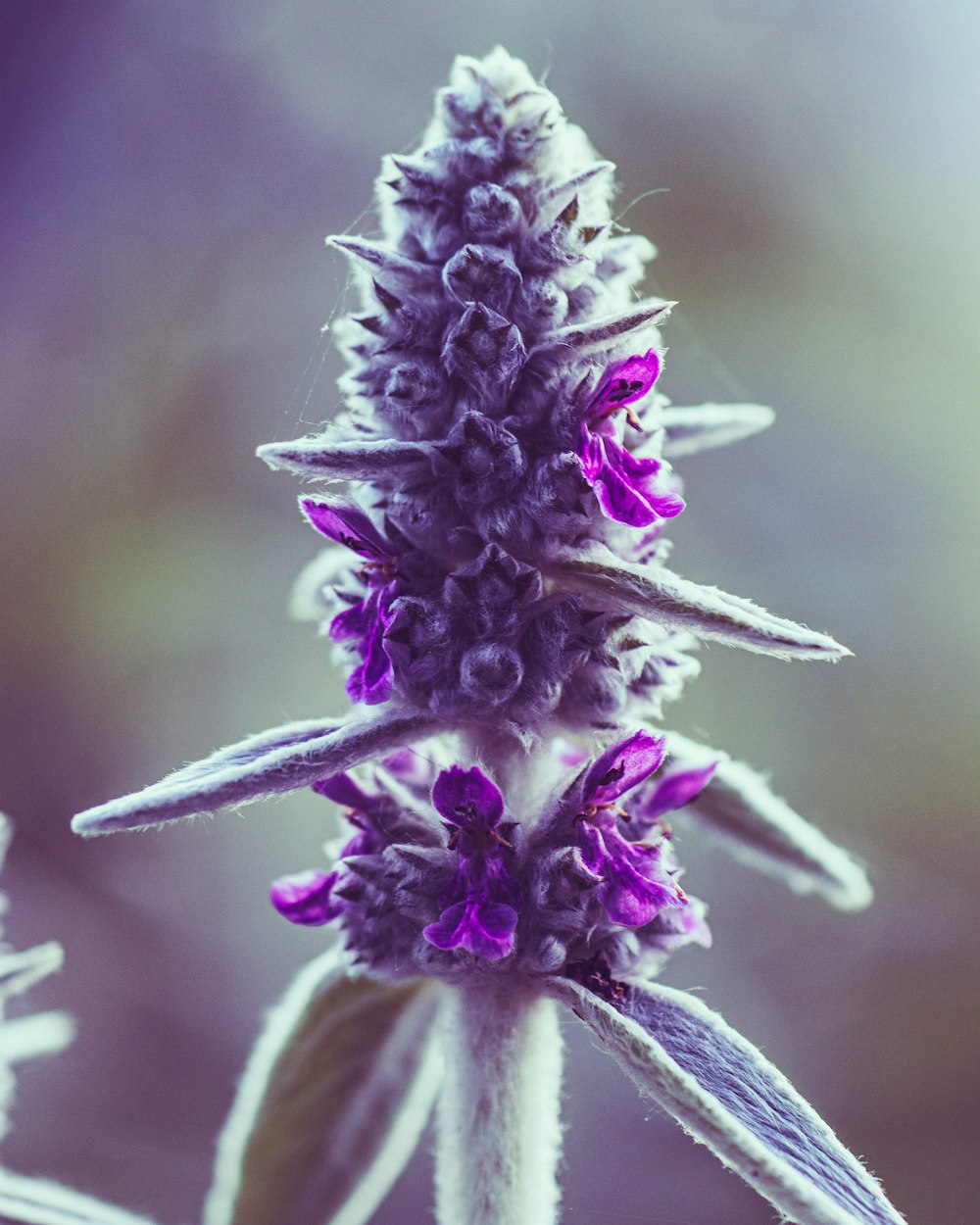 purple and white flower in macro lens