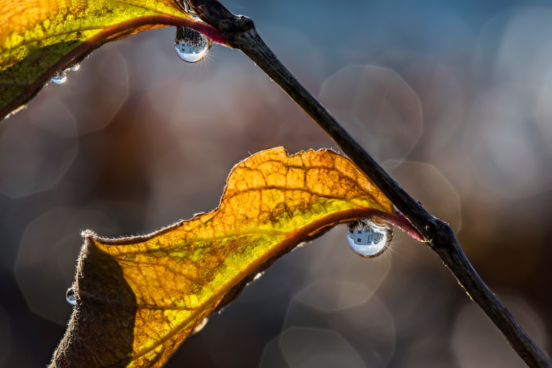 water dew on yellow and green leaf